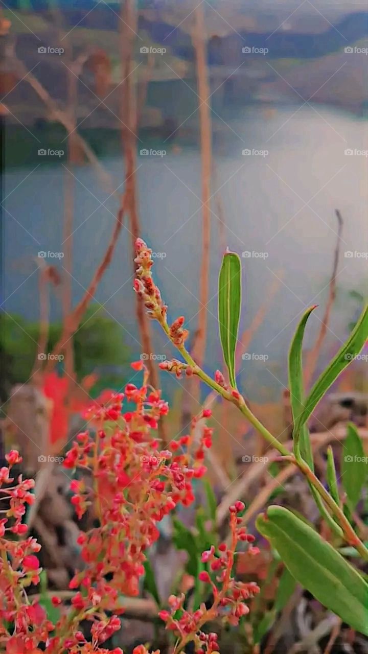 The image embodies a natural natural plate of the mountains of nature, where green agricultural stands are graded on the slopes as if they were lines of a poem, which fog harmoniously wrapped, and clouds hugged them in the mountain knife and the whis