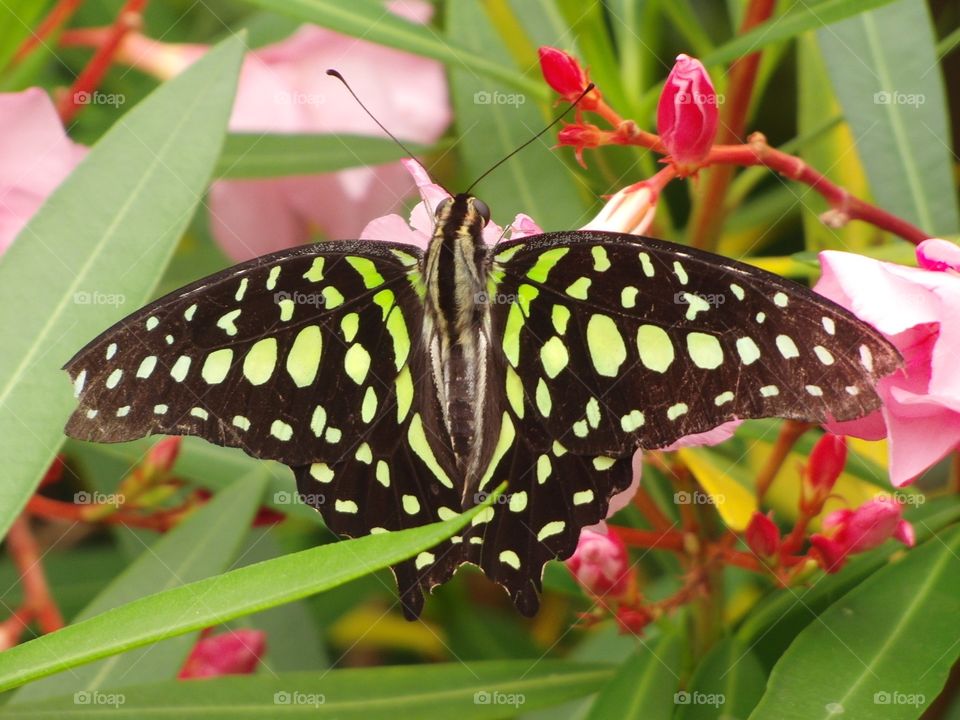 Green spotted butterfly