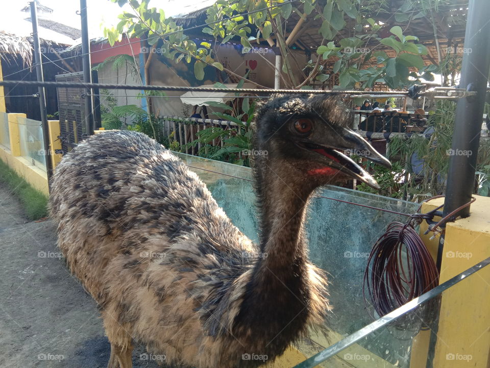 burung unta (ostrich)