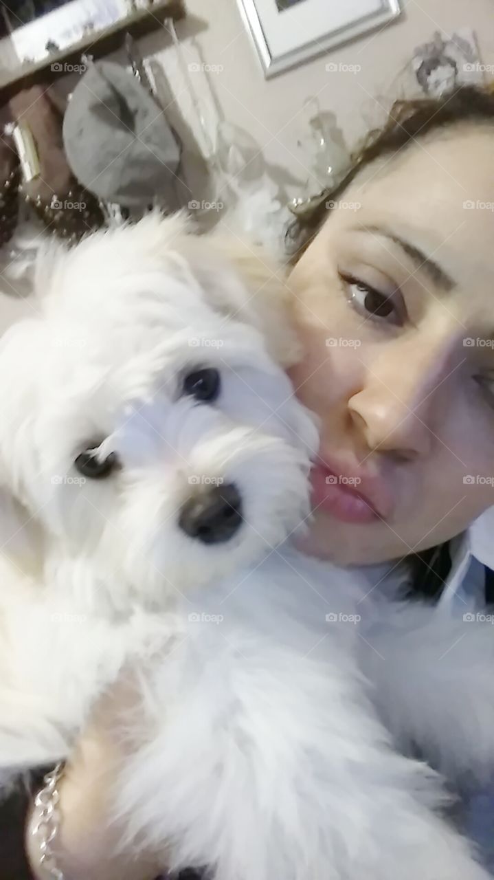 Tommy my little yorkie poo