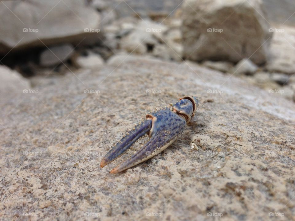 Crawfish Shell on Rock. Blue crawfish claw shell sitting on big rock along the lake shore