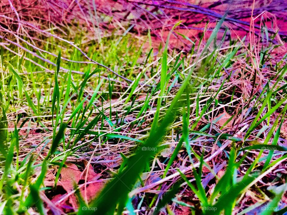 Very edited grass photo in moab 