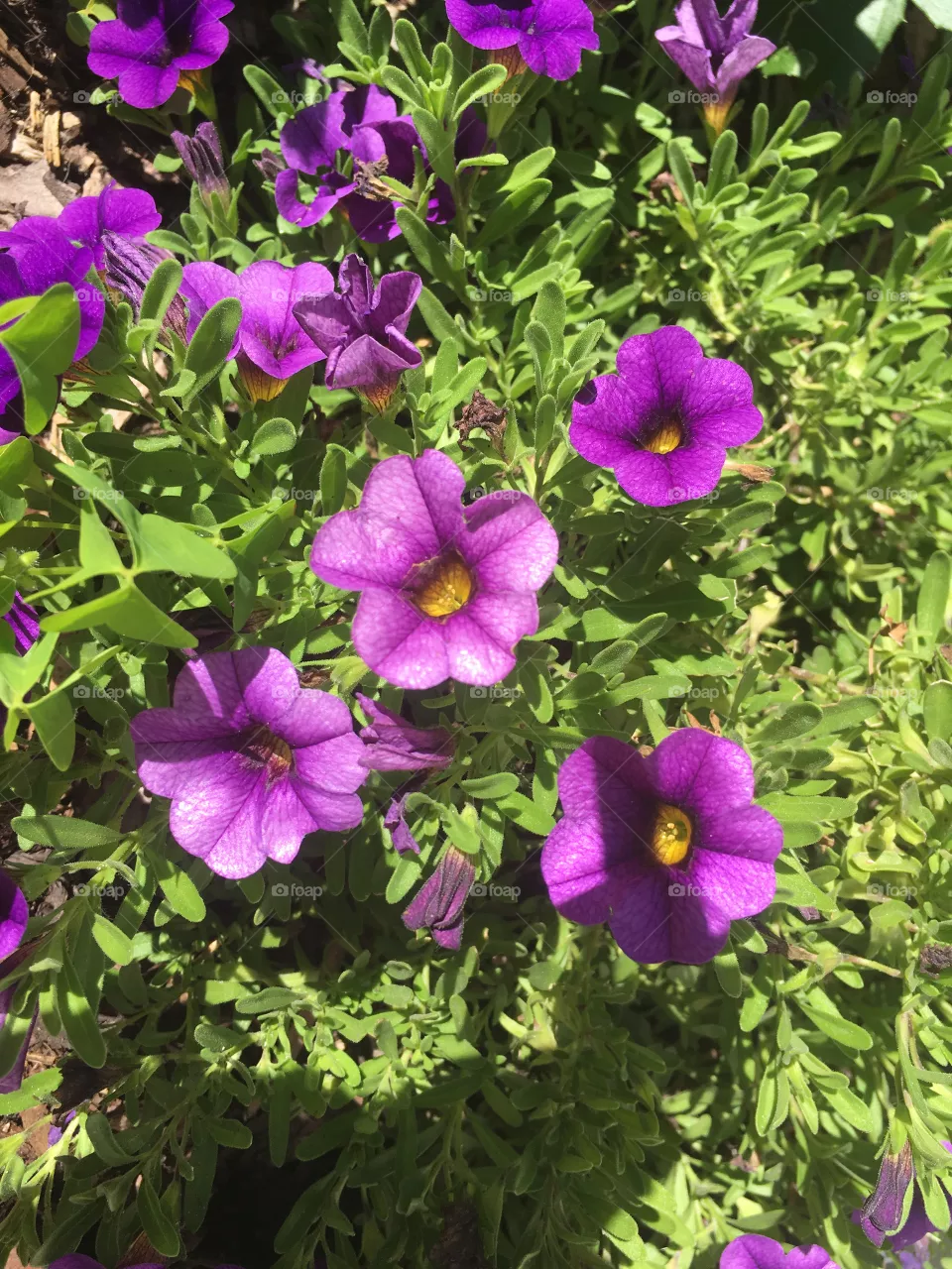 Blume