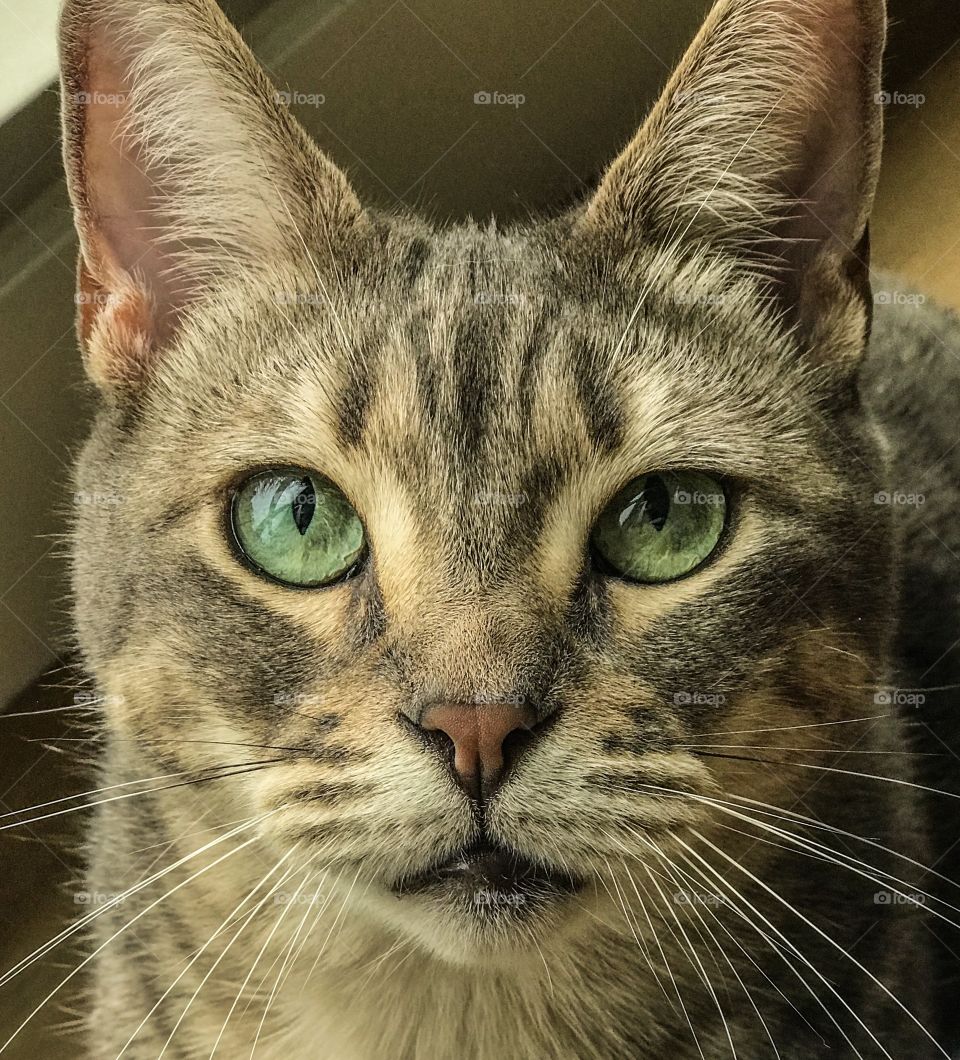 Up close tabby cat face with beautiful green eyes looking straight at the camera