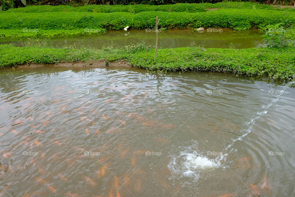 Tilapias in a hatchery