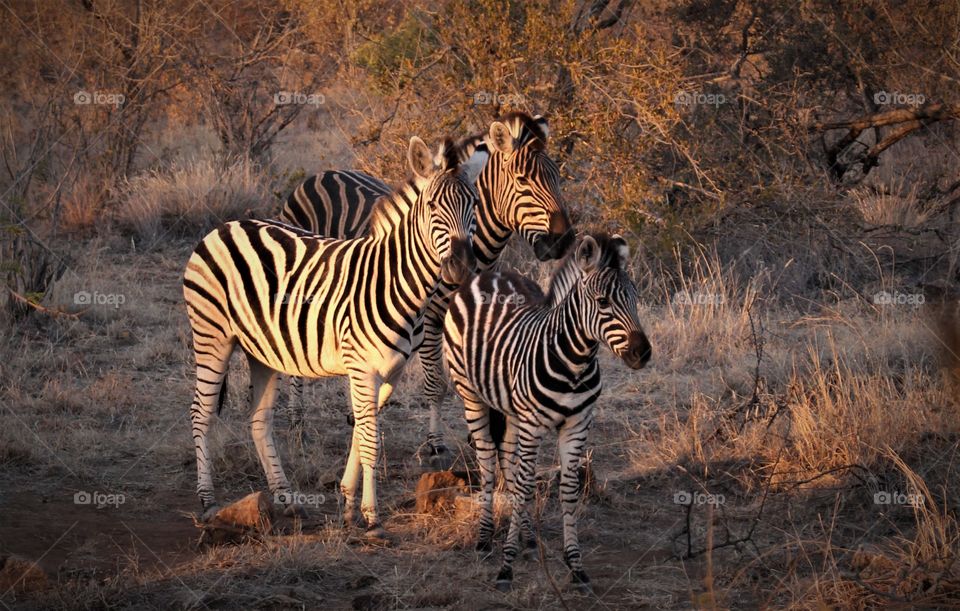 Zebra family