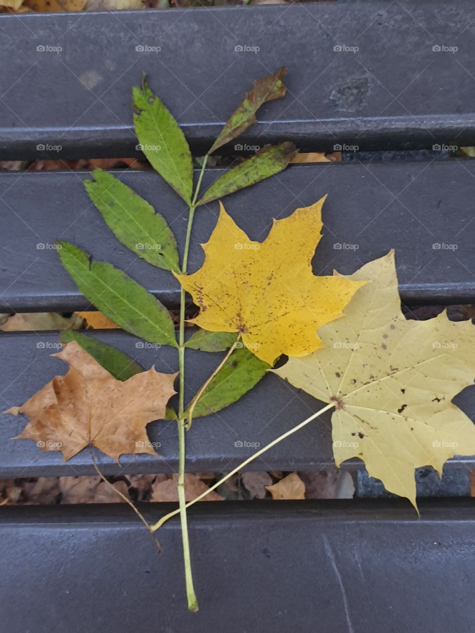 colorful autumn