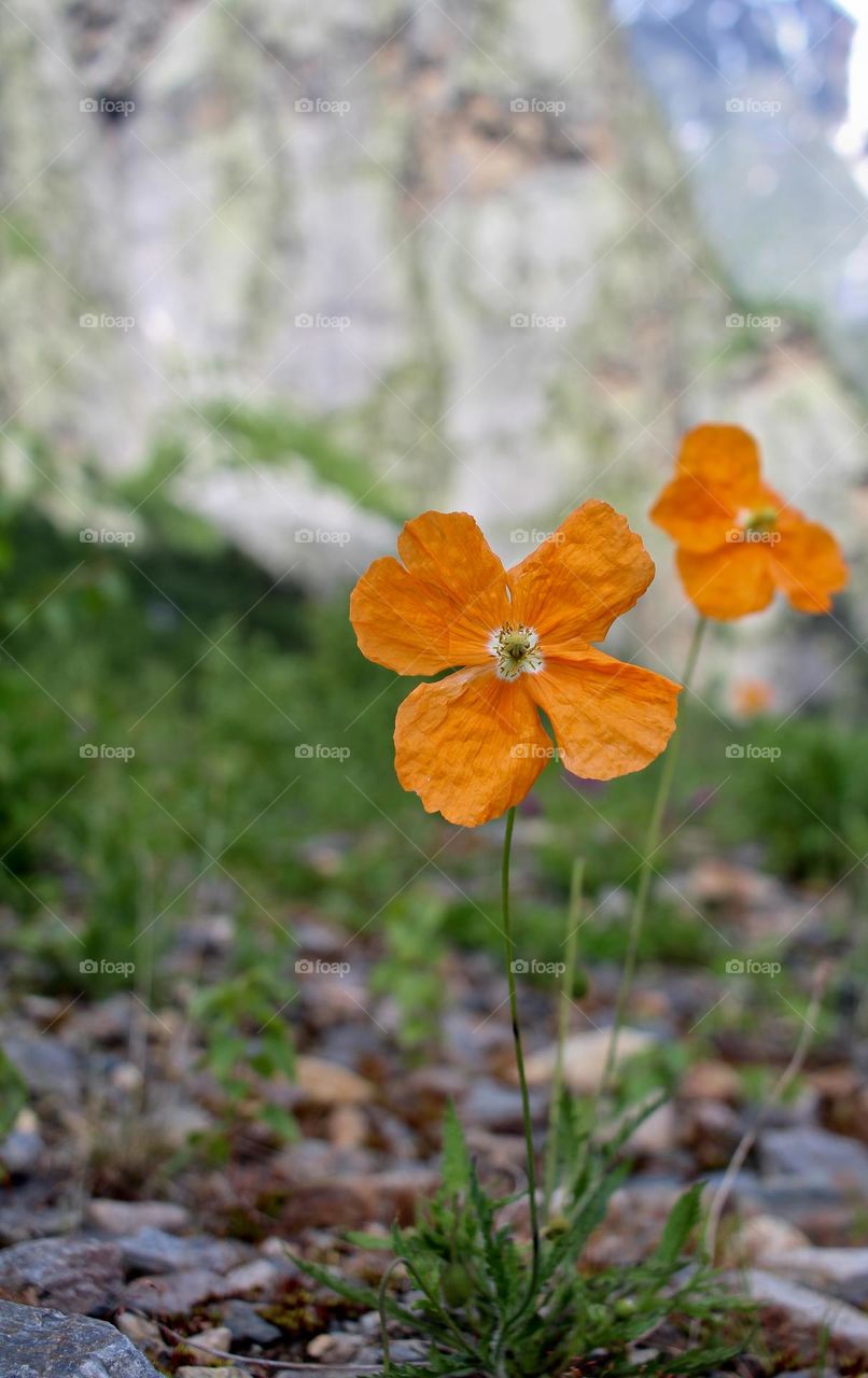 Mountain Poppy flowers