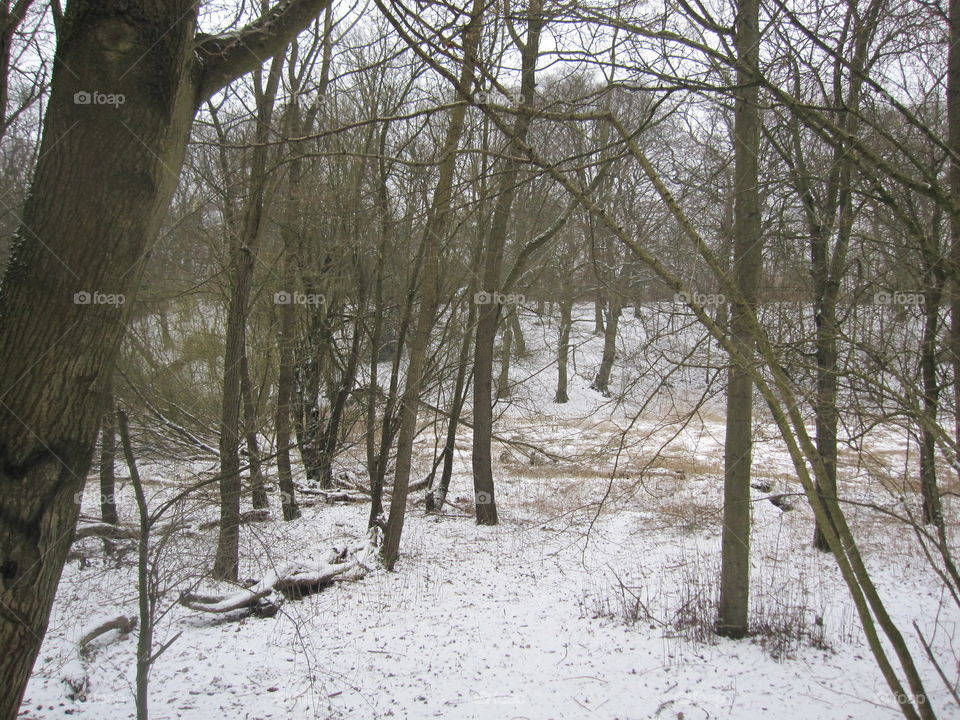 Winter, Tree, Wood, Snow, Landscape