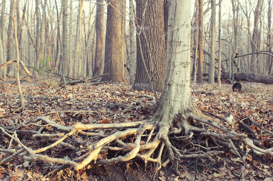 Close-up of tree roots