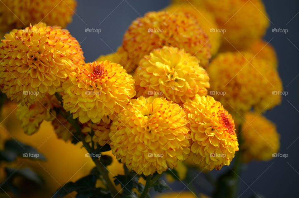 yellow flower