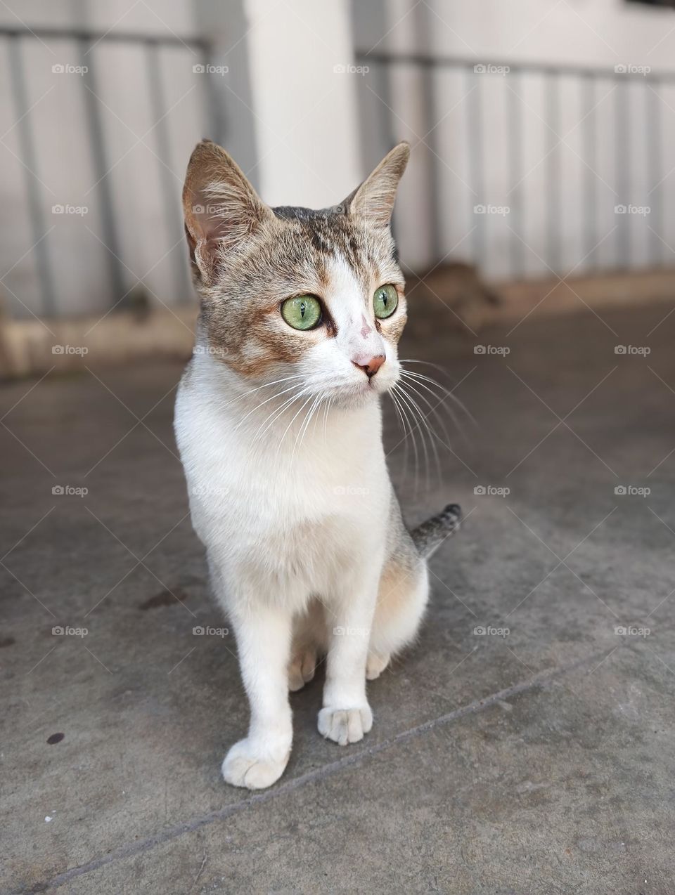 close-up portrait of a cat with striking green eyes and a blurred background. Natural lighting and shallow depth of field highlight its white-and-brown fur, emphasizing its alert expression.