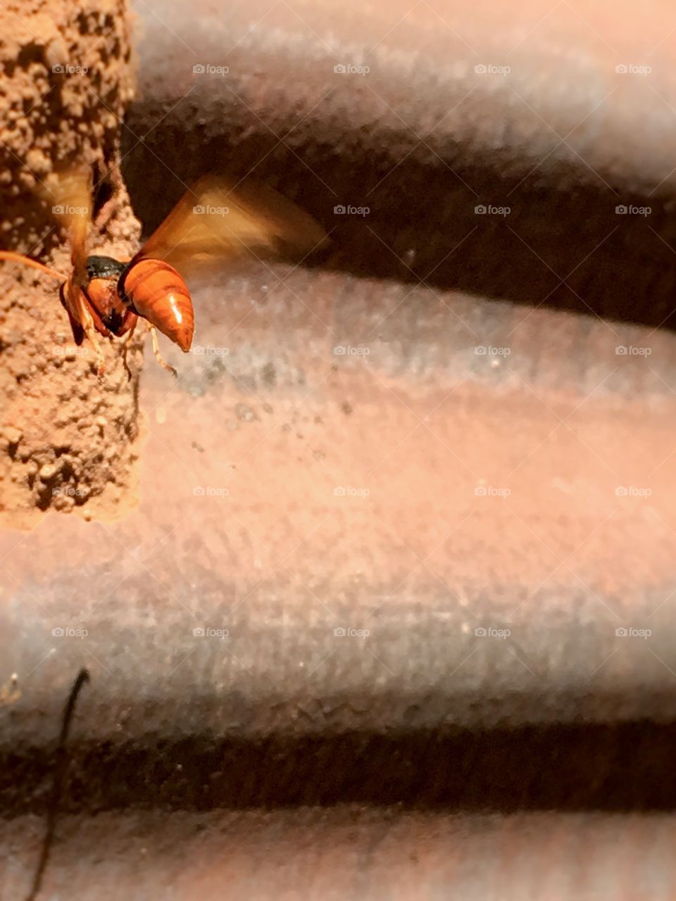 Wing blur, large female dauber wasp feeding young at nest 