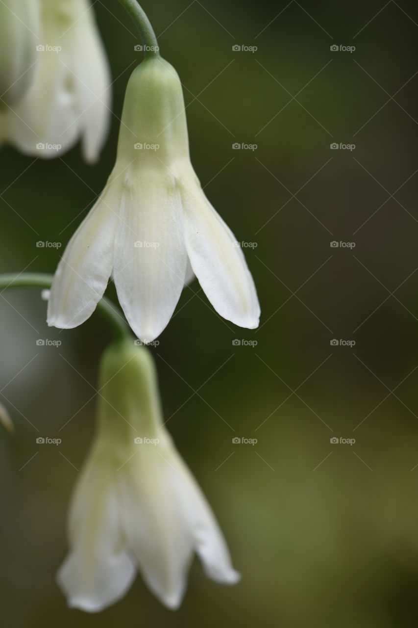 Bell shaped white flowers