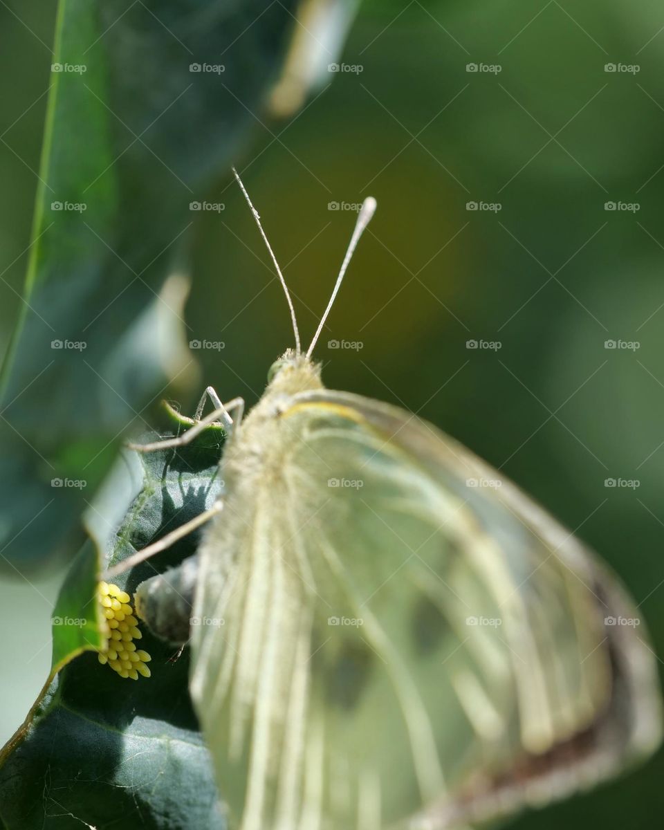 Butterfly laying eggs