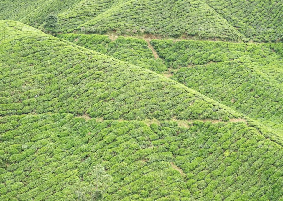 Tea plantation , Kameron highland Malaysia