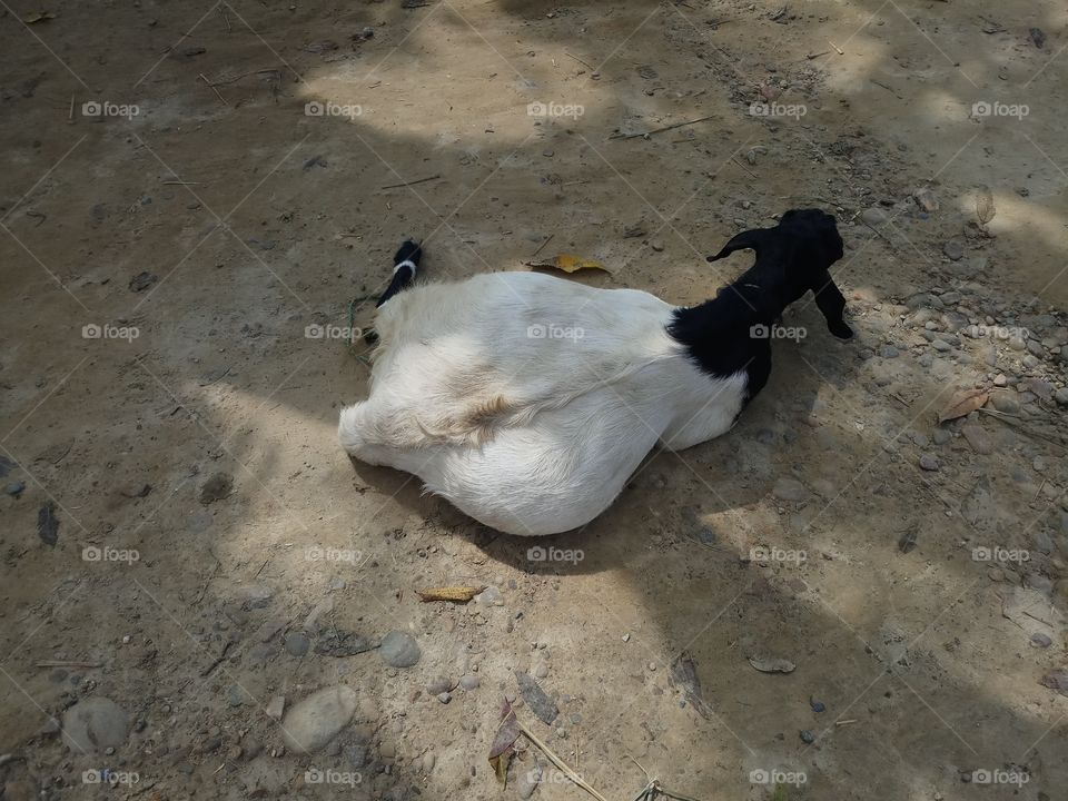 A Domestic pregnant goat is relaxing on the road❤😚.