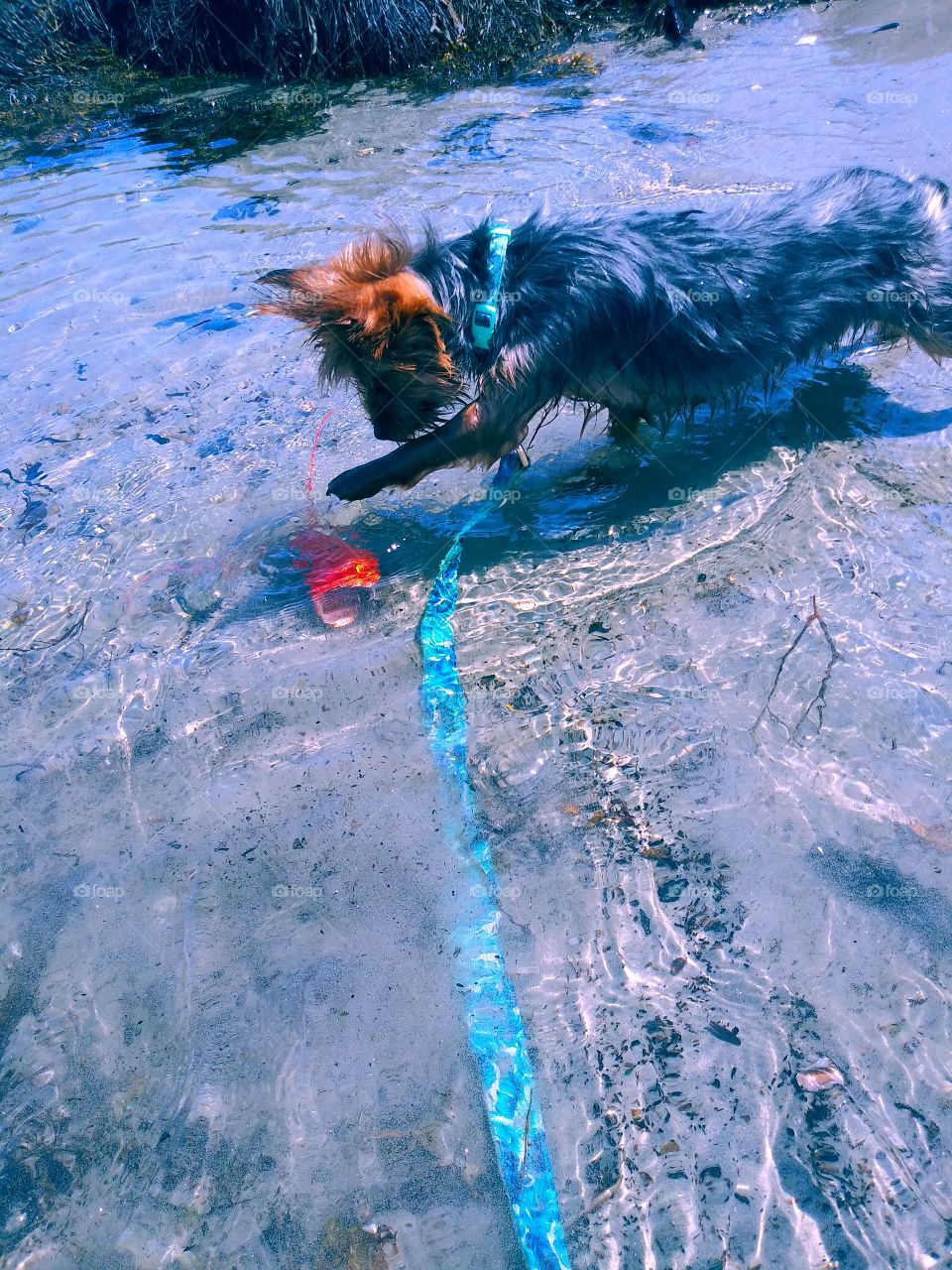 yorky in water playing