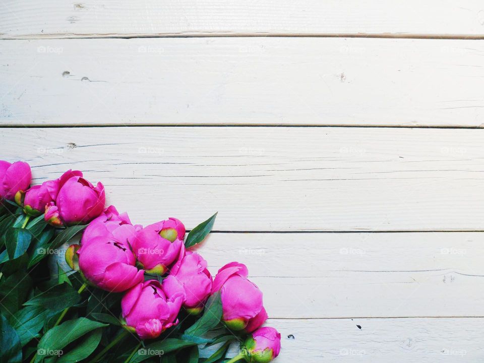 flowers peonies