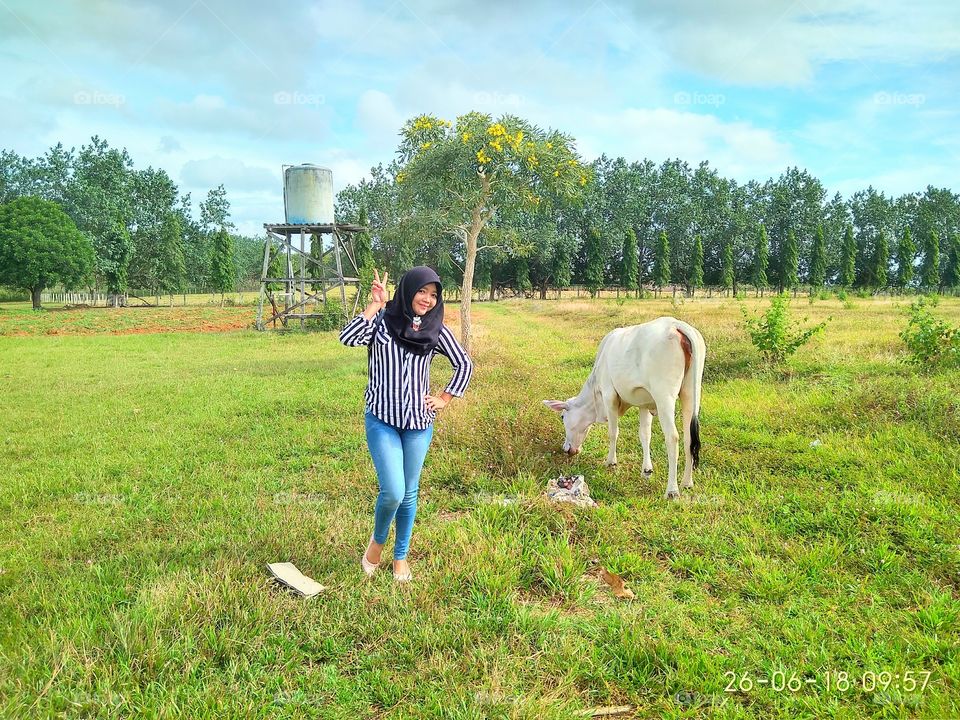 Take picture with cows