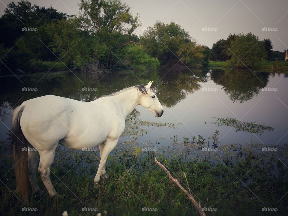 Beautiful Gray Mare Standing By A Pond
