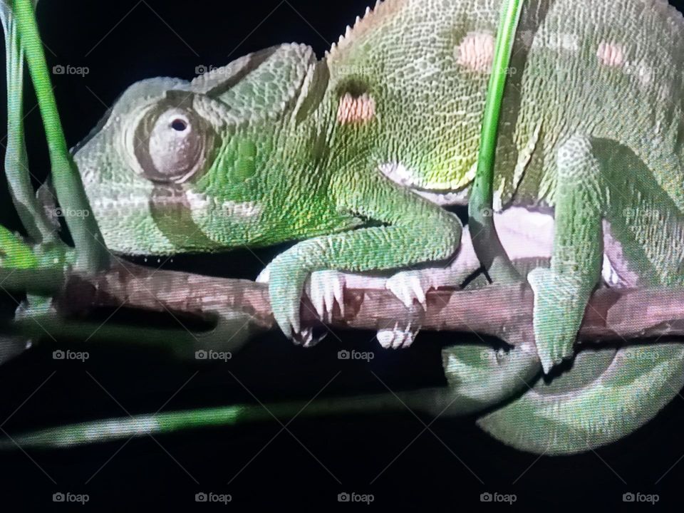 one reptile photography