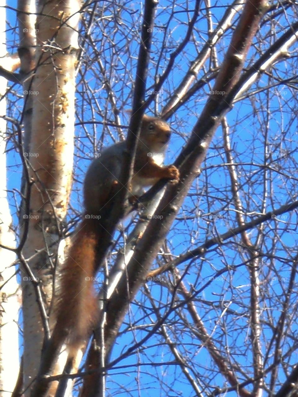 Squirrel 