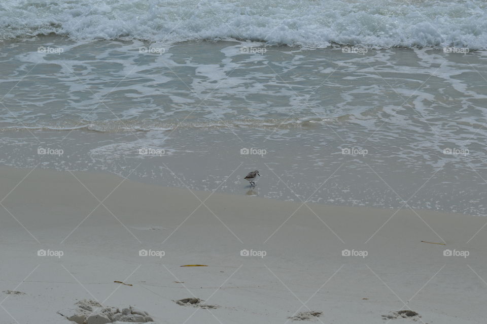 Beach seagull