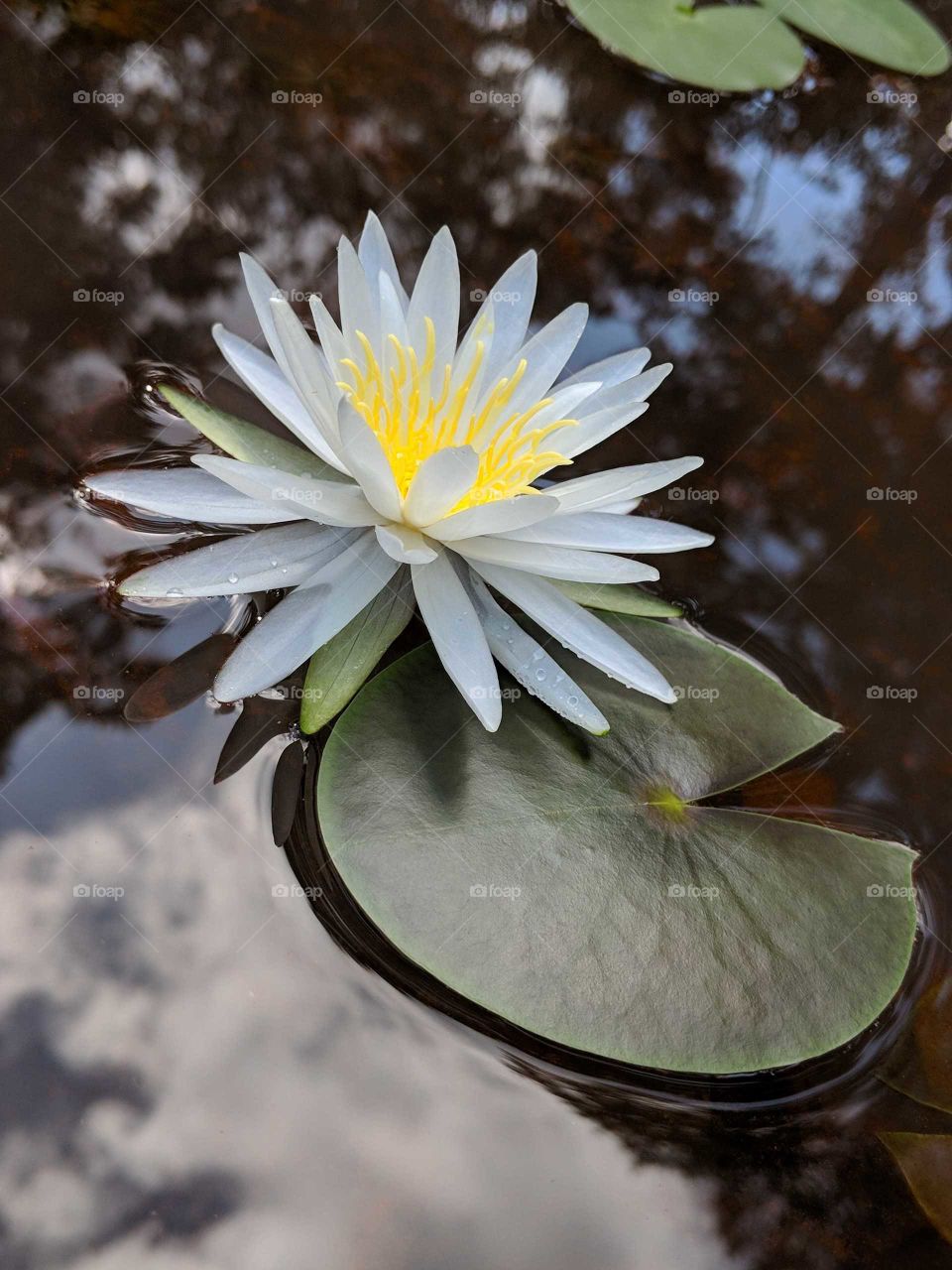 Water Lily