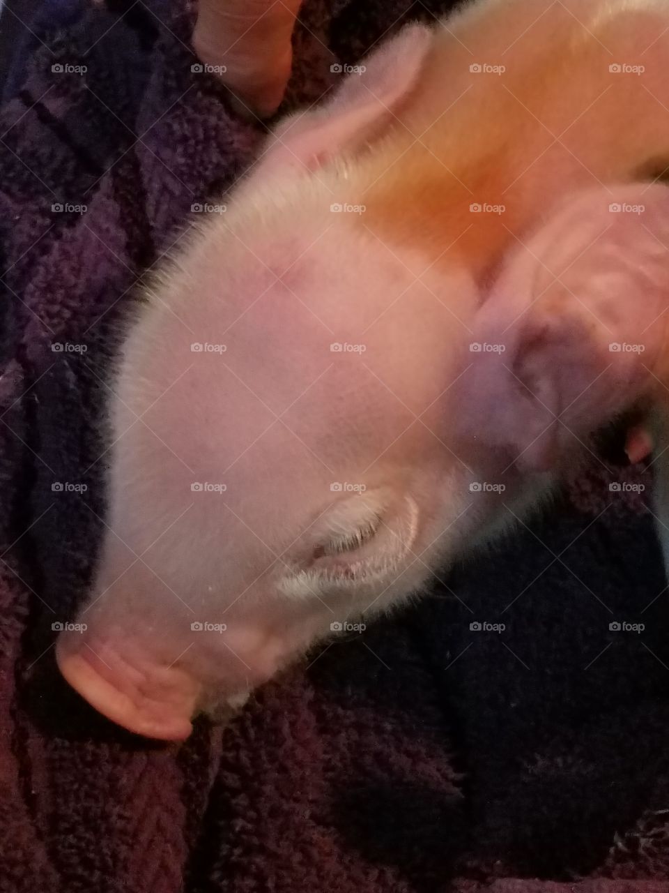 baby pig 2 days old