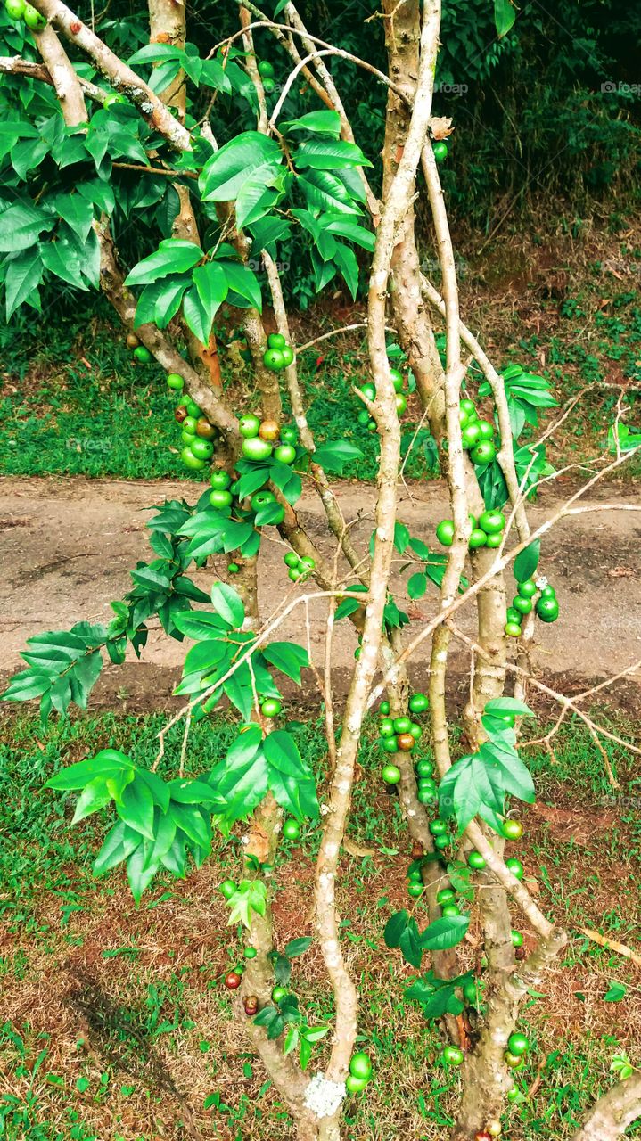Brazilian Tree Grape (Jabuticaba)