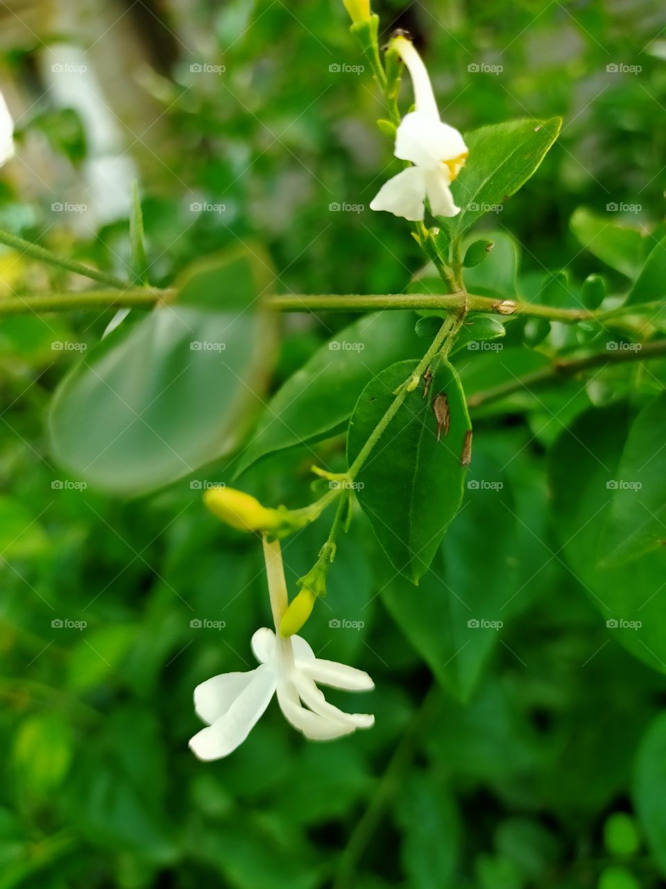 Freshness of morning 🌄.