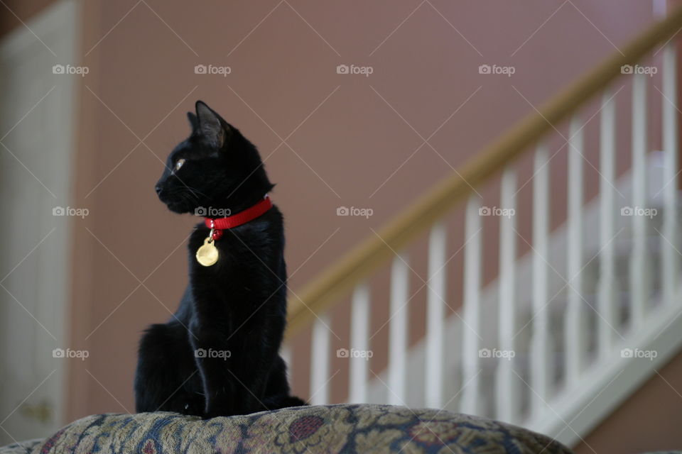 Little black kitten wearing red collar with gold trinket sitting on upholstered chair in front of wood staircase with white spindles indoors