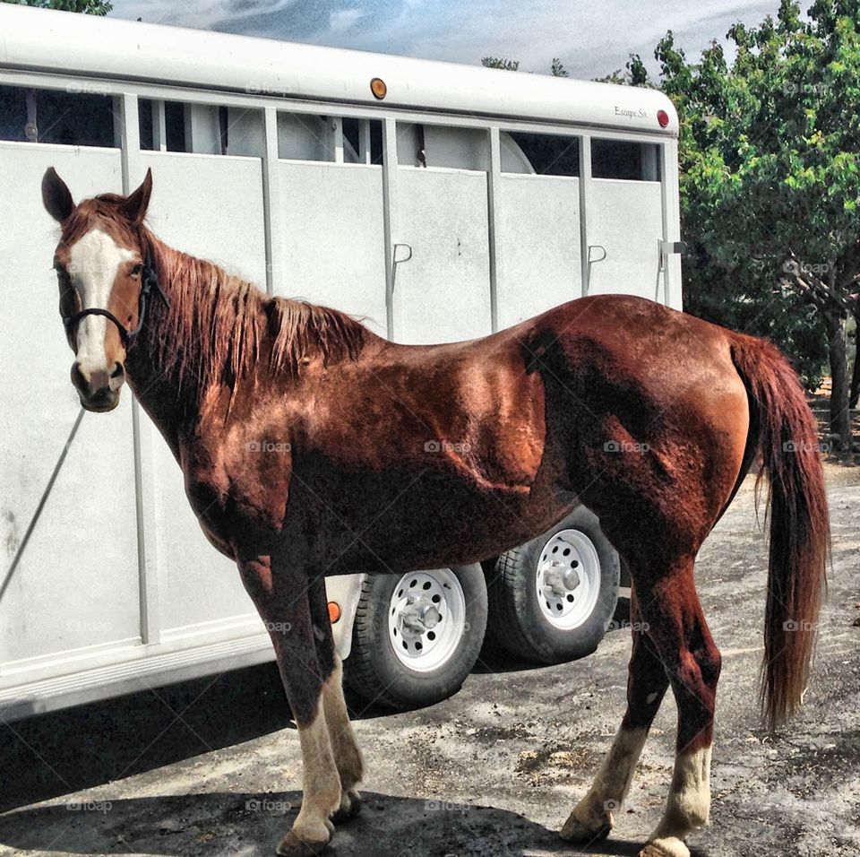 Ranch horse and trailer . Ranch horse and trailer, horse and trailer, horse hitched