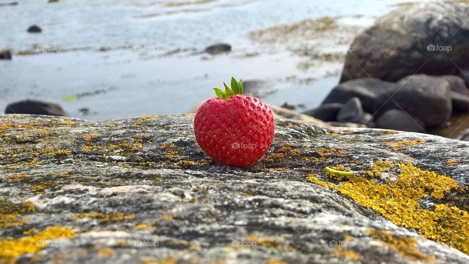 A single strawberry . Summertime and a single strawberry on the rocks with the ocean behind 