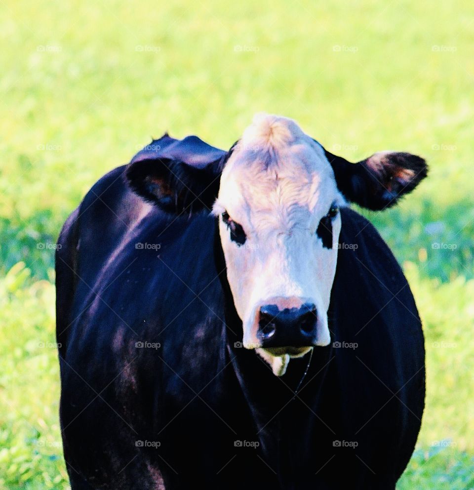 Cow