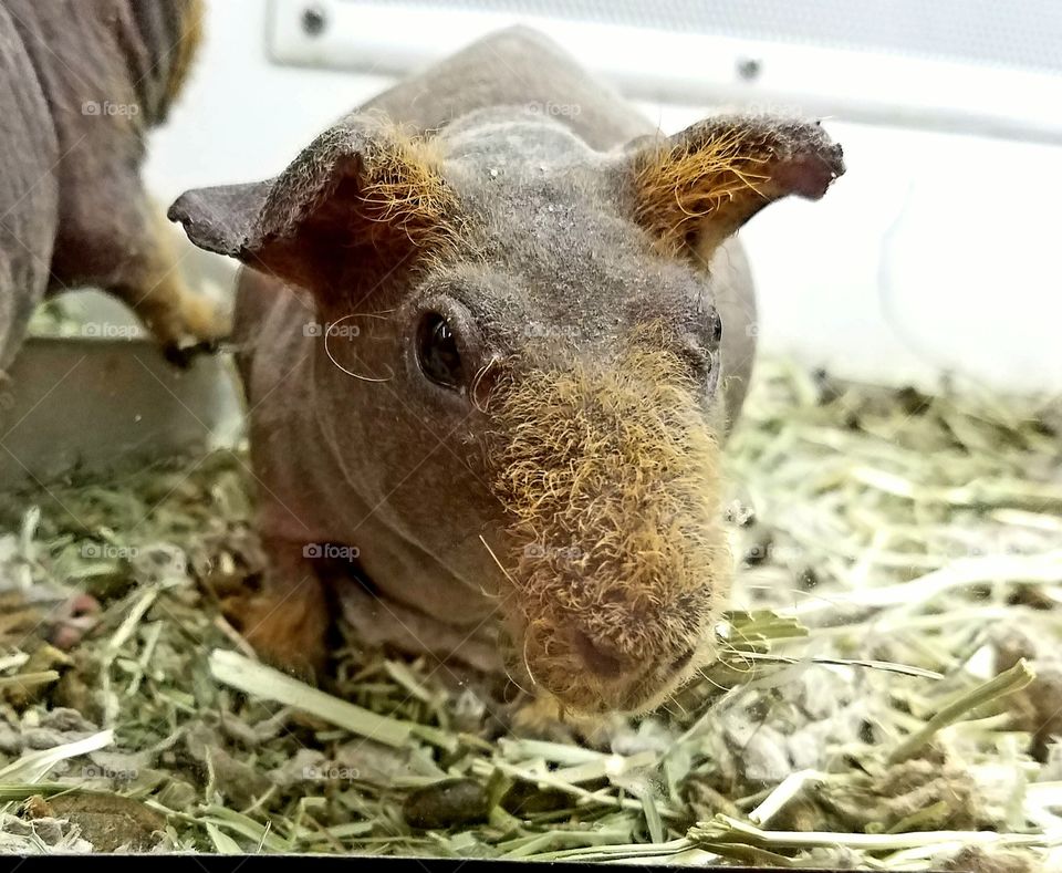 Close-up of Guinea pig