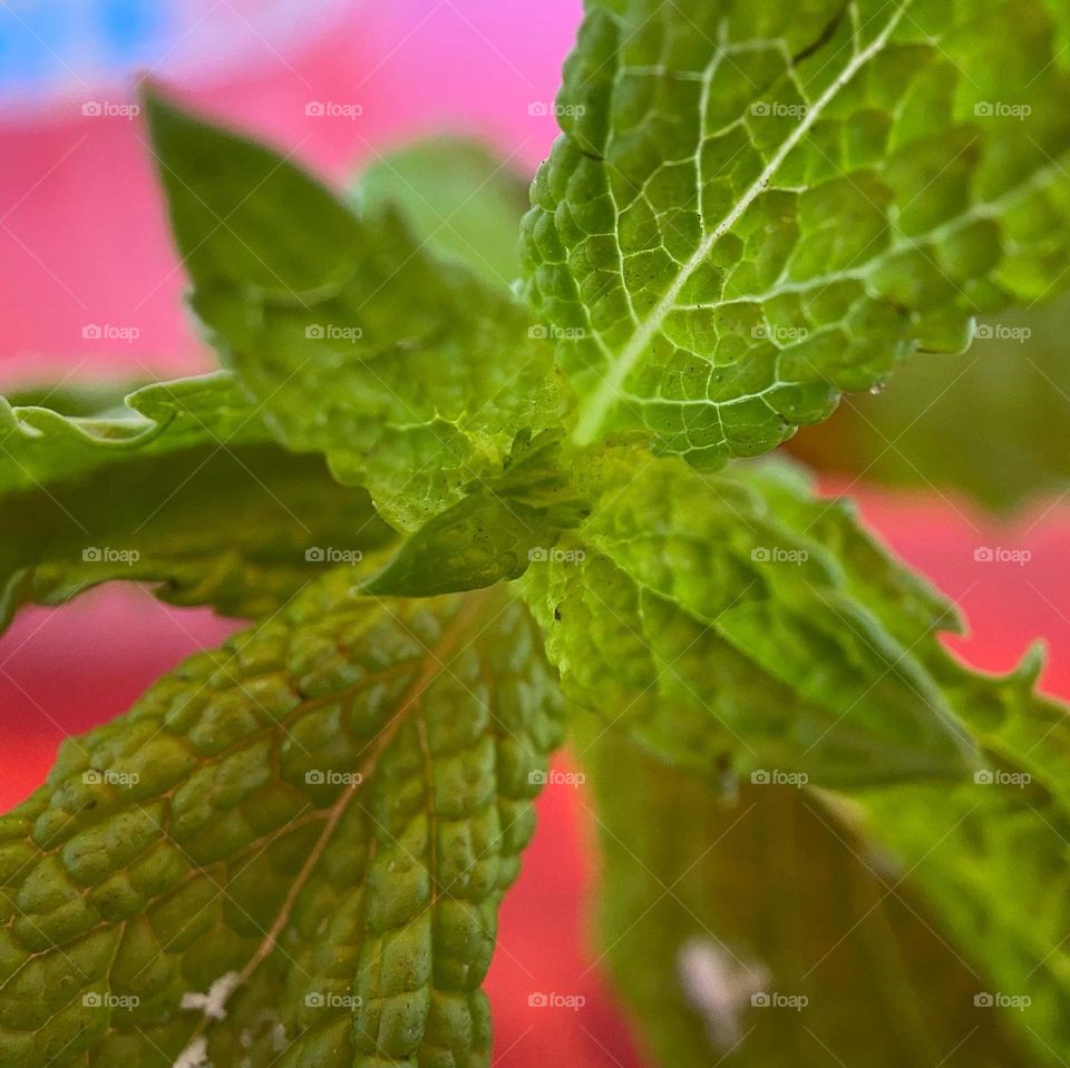 Sprig of mint leaves used for cocktails or garnish