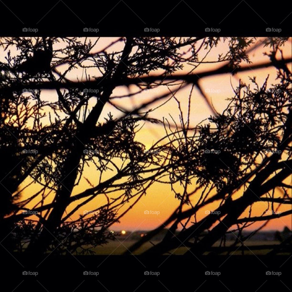 sunset orange trees airport by SmileItsJo