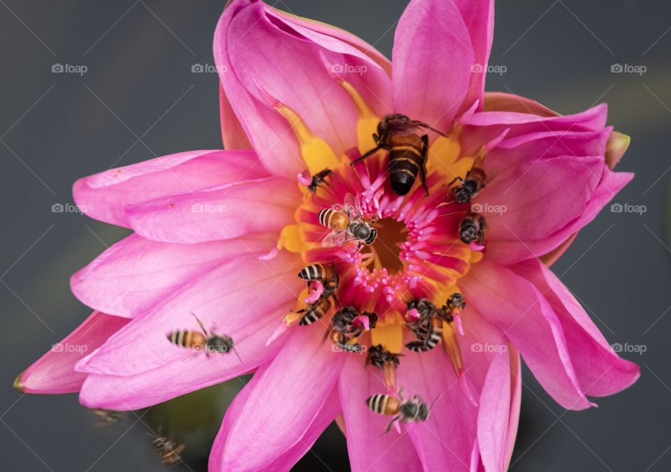 Bee are finding honey in the beautiful lotus