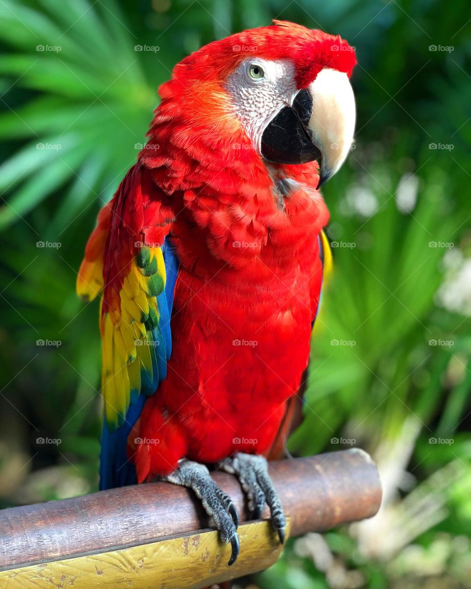 Guacamayo 🦜