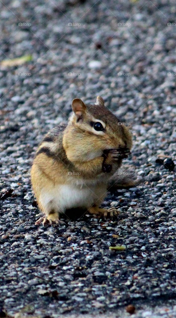chipmunks