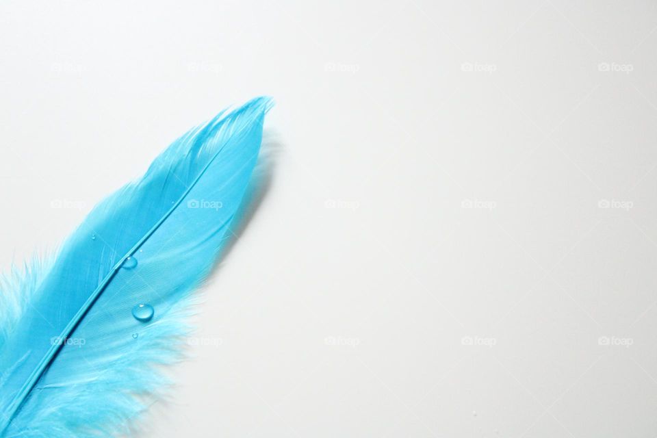 Blue feather 💙