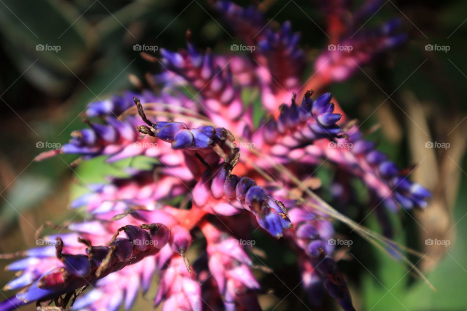 beautiful flower, pink and lavender, outdoor