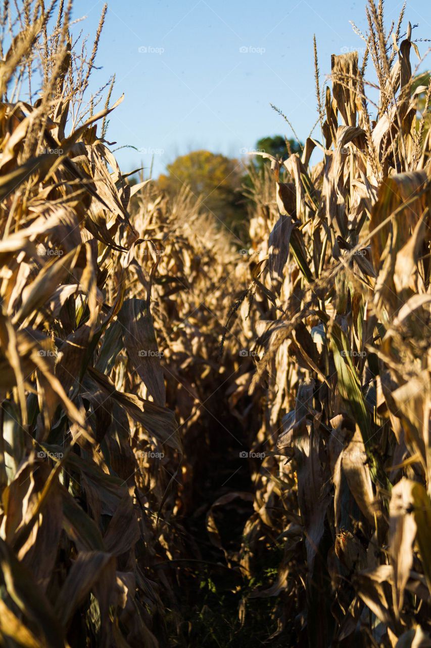 corn rows. corn ready to be harvested