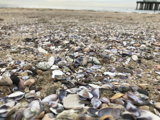 Sea shells on Manhattan beach Los Angeles 
