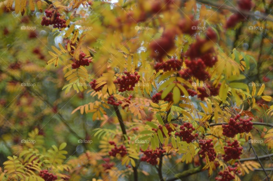 Autumn rowan