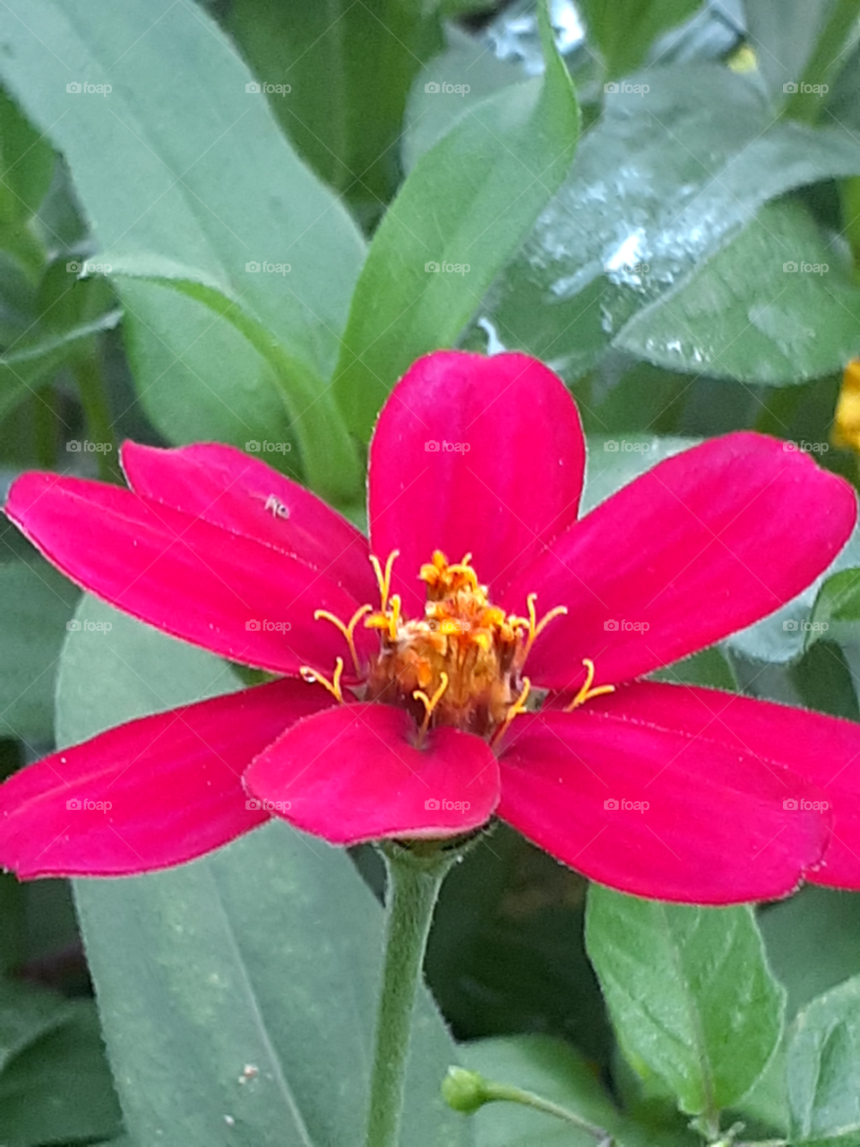 portrait of a flower
