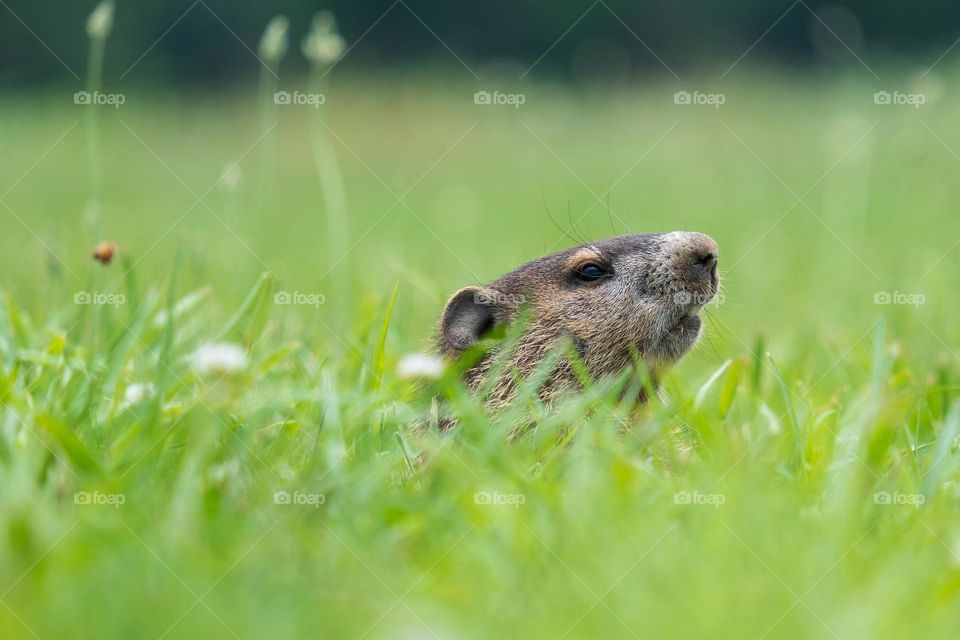 A groundhog suspiciously peeked out from his burrow in the grassy green. 