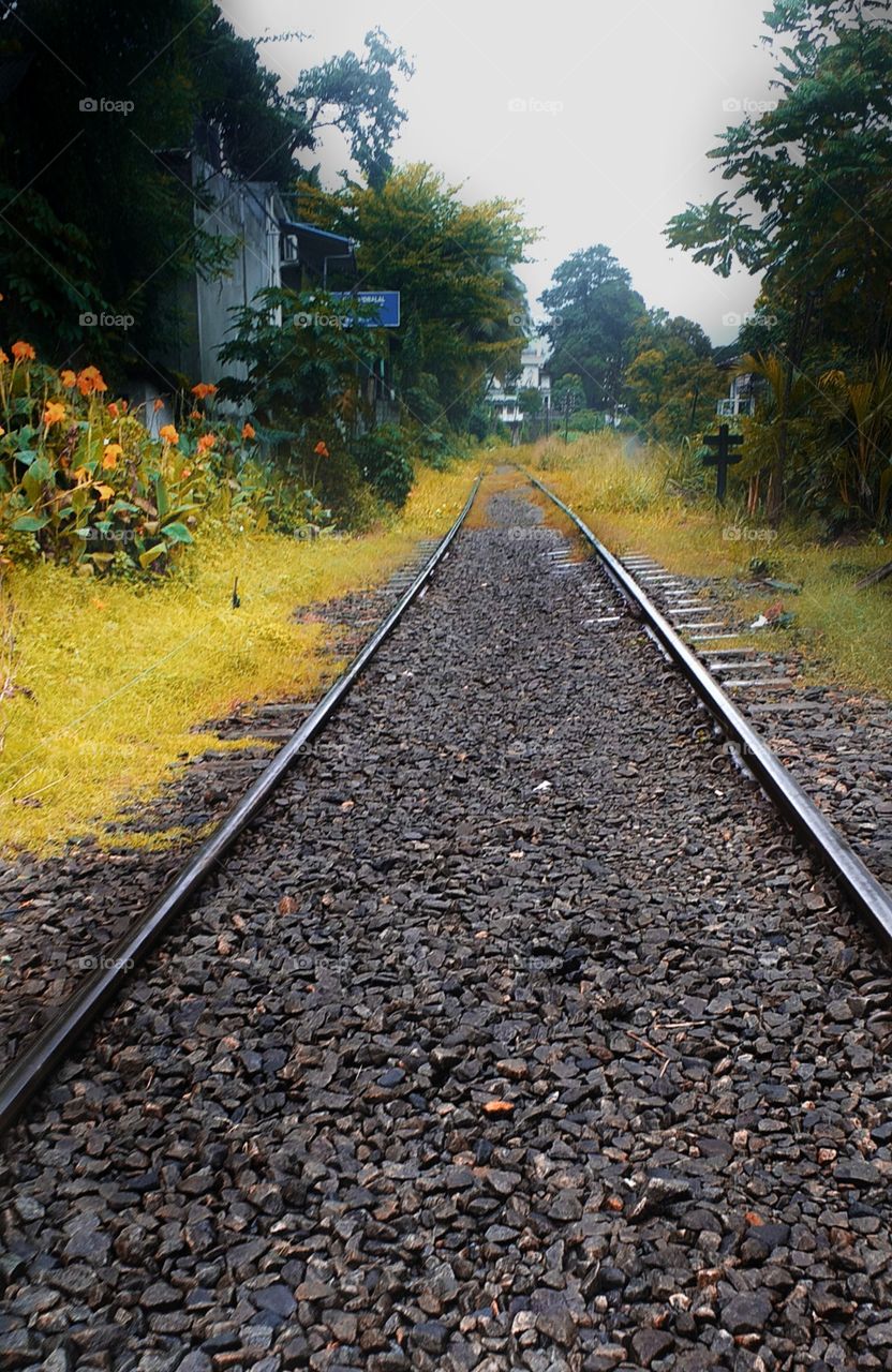 beautiful railway track with yellow nature